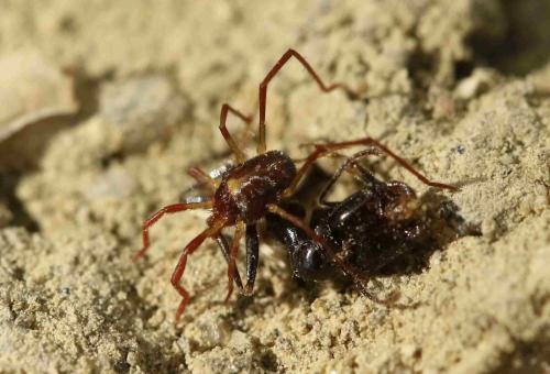 Réf. 192 876 : Erythraeus sp.